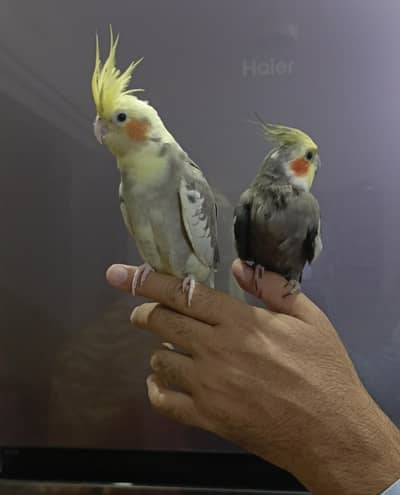 cocktails parrots Hand tamed