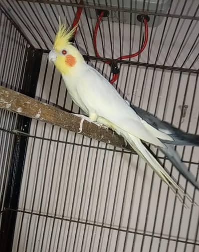 Cocktail breeder Red eye Male