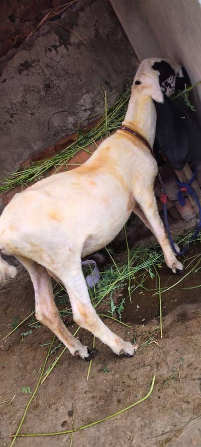 High Quality Healthy Goats - Home Reared (Ghar ke Pale Hue)