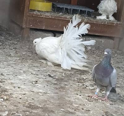 white American breeder Female