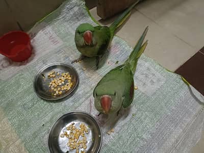 2 green raw parrot