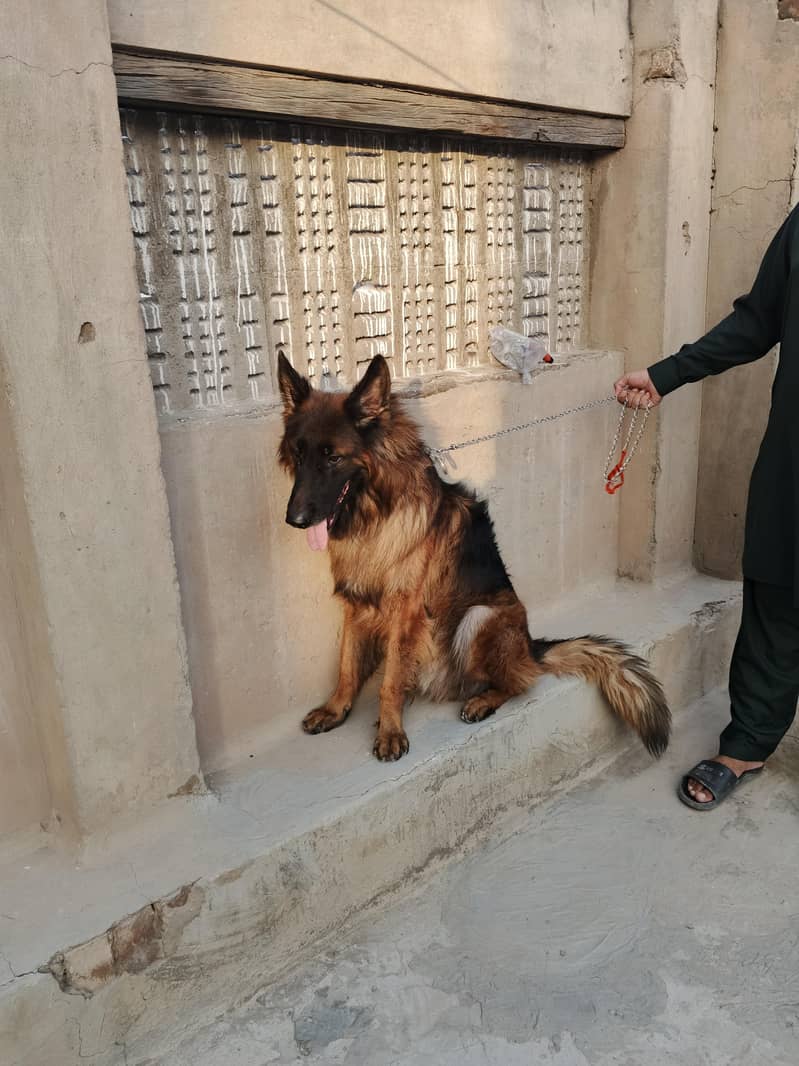 German shepherd 0