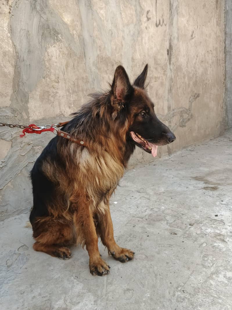 German shepherd 1