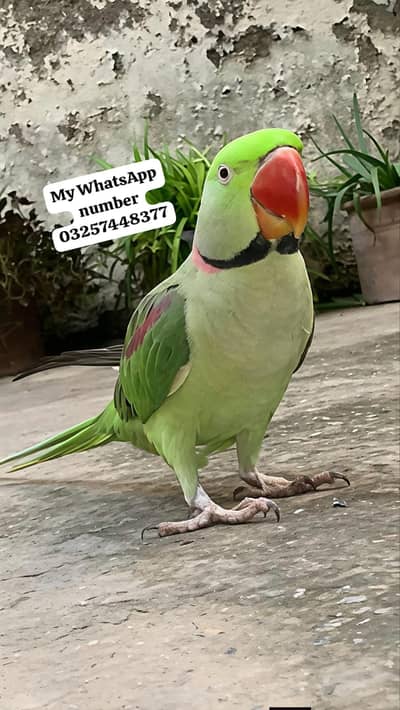 Kashmir Raw Paroot 8month age for sale