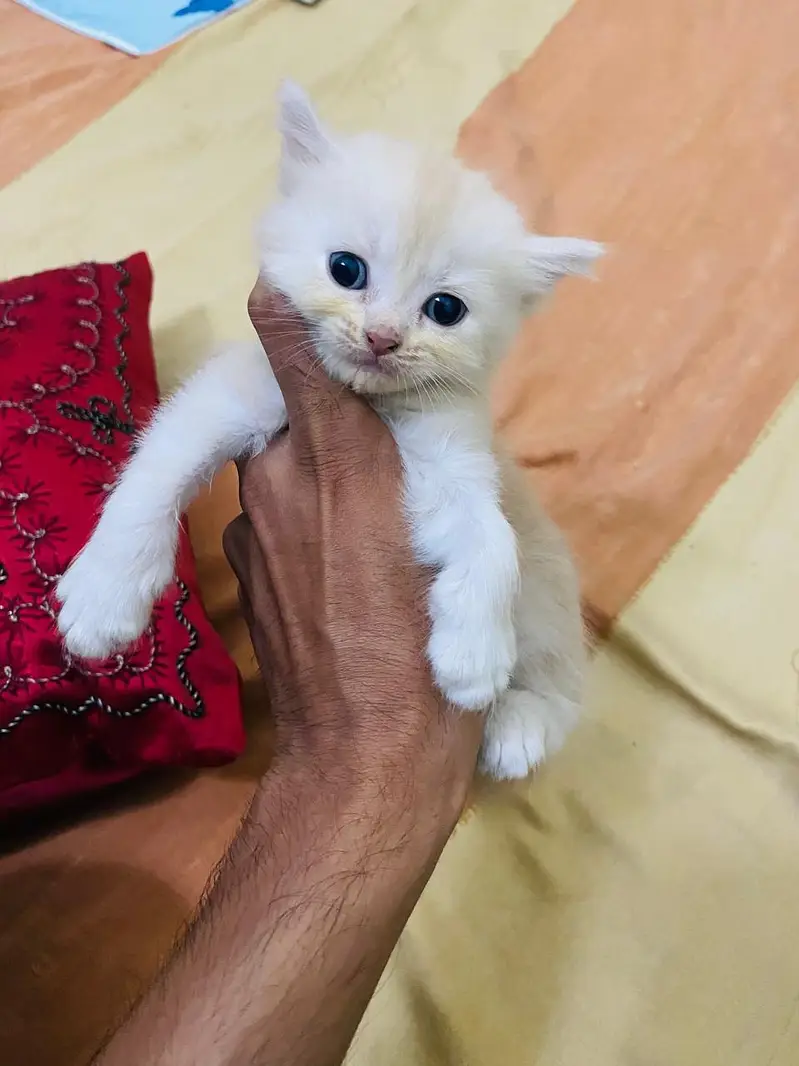 Doll face Persian kittens double coated three coated — photo 2