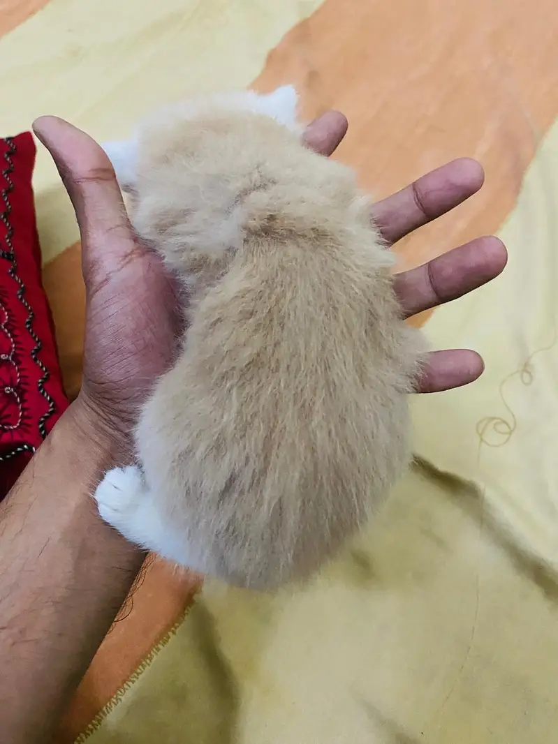 Doll face Persian kittens double coated three coated — photo 3