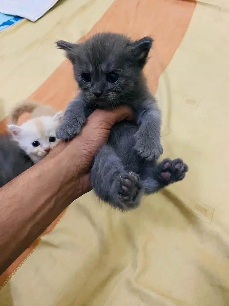 Doll face Persian kittens double coated three coated — photo 4