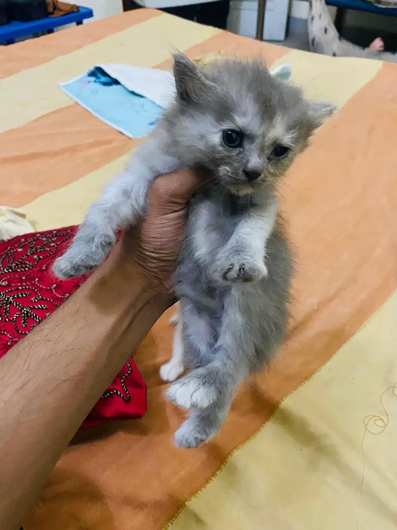 Doll face Persian kittens double coated three coated — photo 6