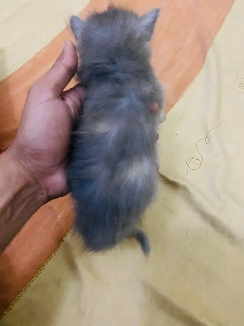 Doll face Persian kittens double coated three coated — photo 7
