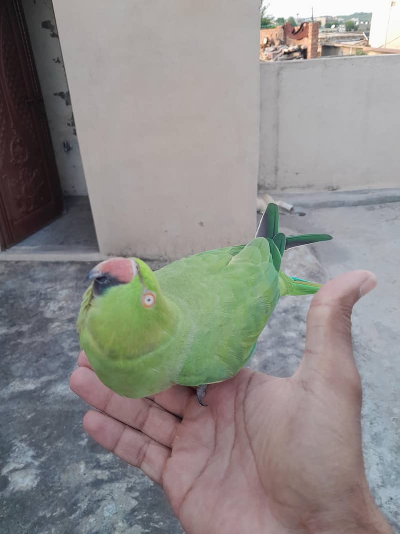 Green Ringneck 0