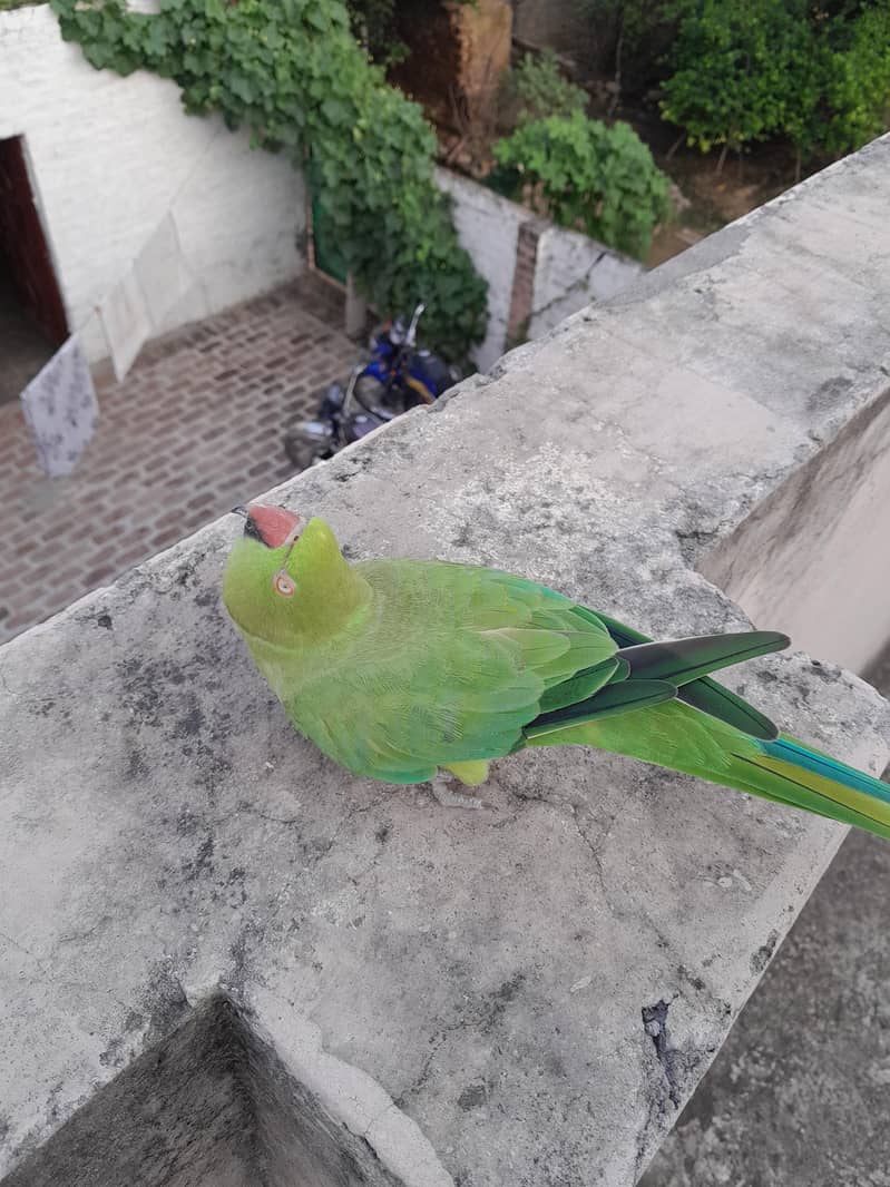 Green Ringneck 1