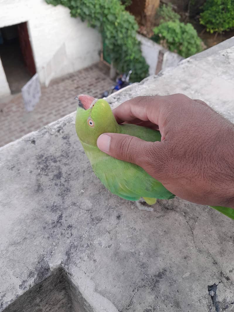 Green Ringneck 2
