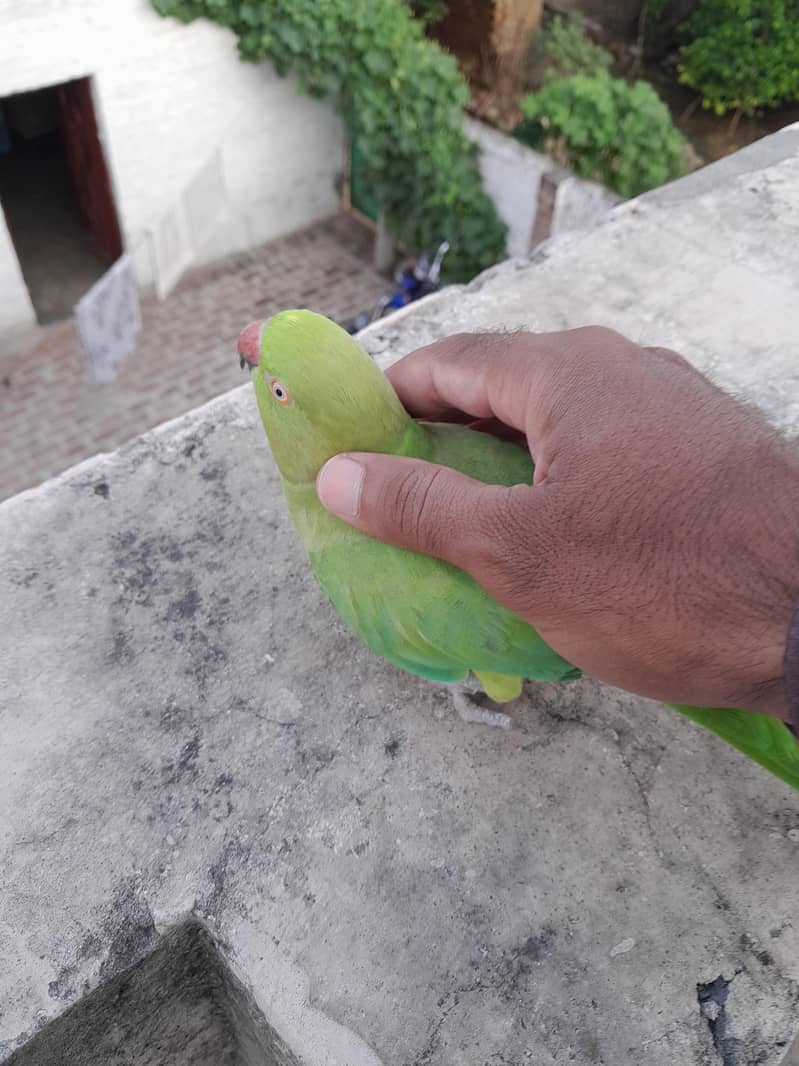 Green Ringneck 3