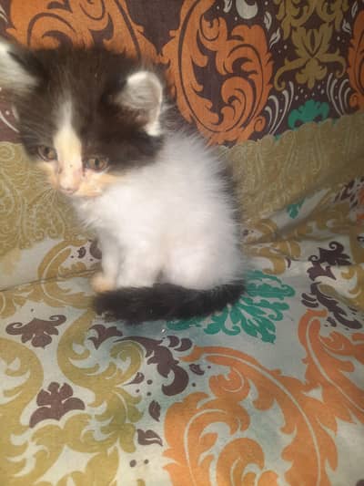 Persian kittens for sale