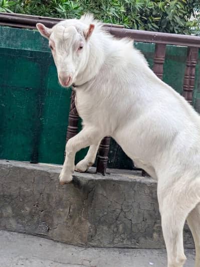 Barbara Tedda Breeder