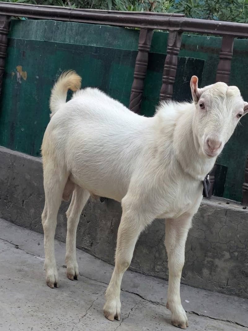 Barbara Tedda Breeder 1