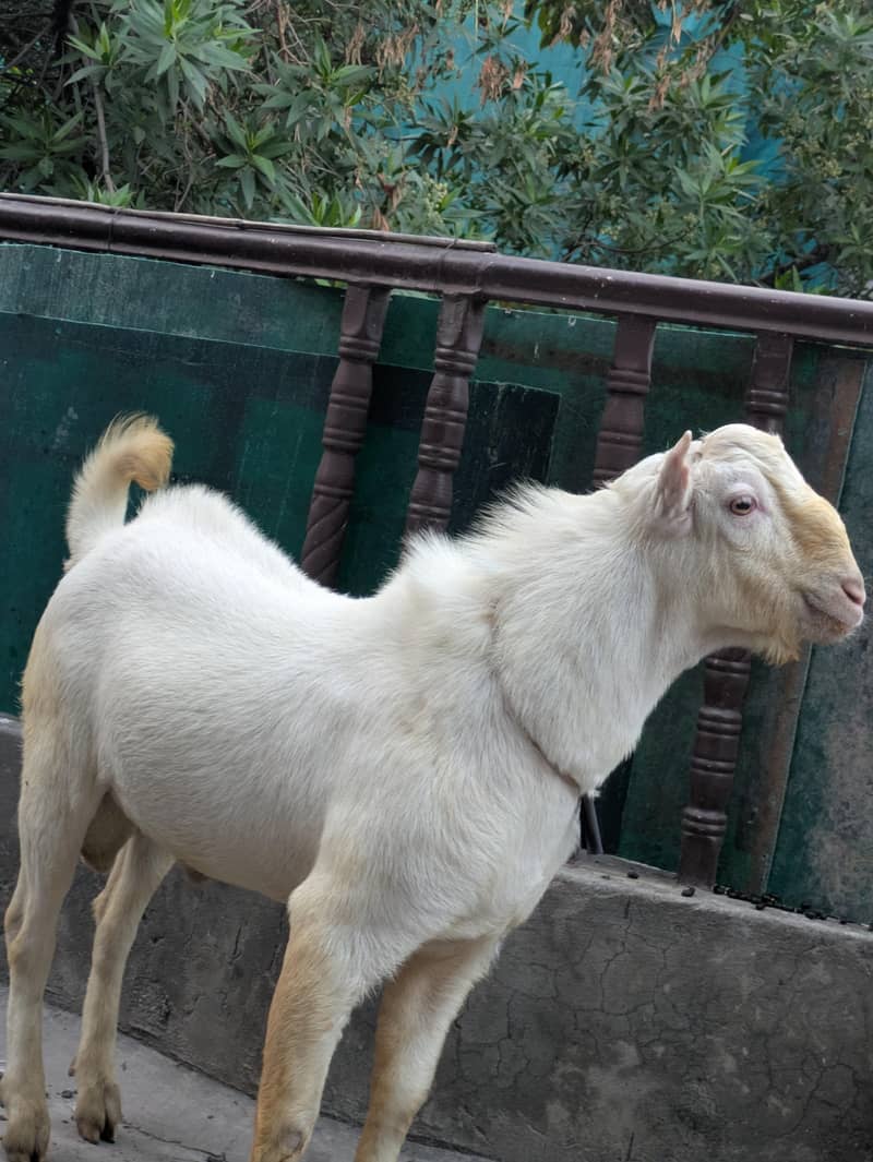 Barbara Tedda Breeder 2