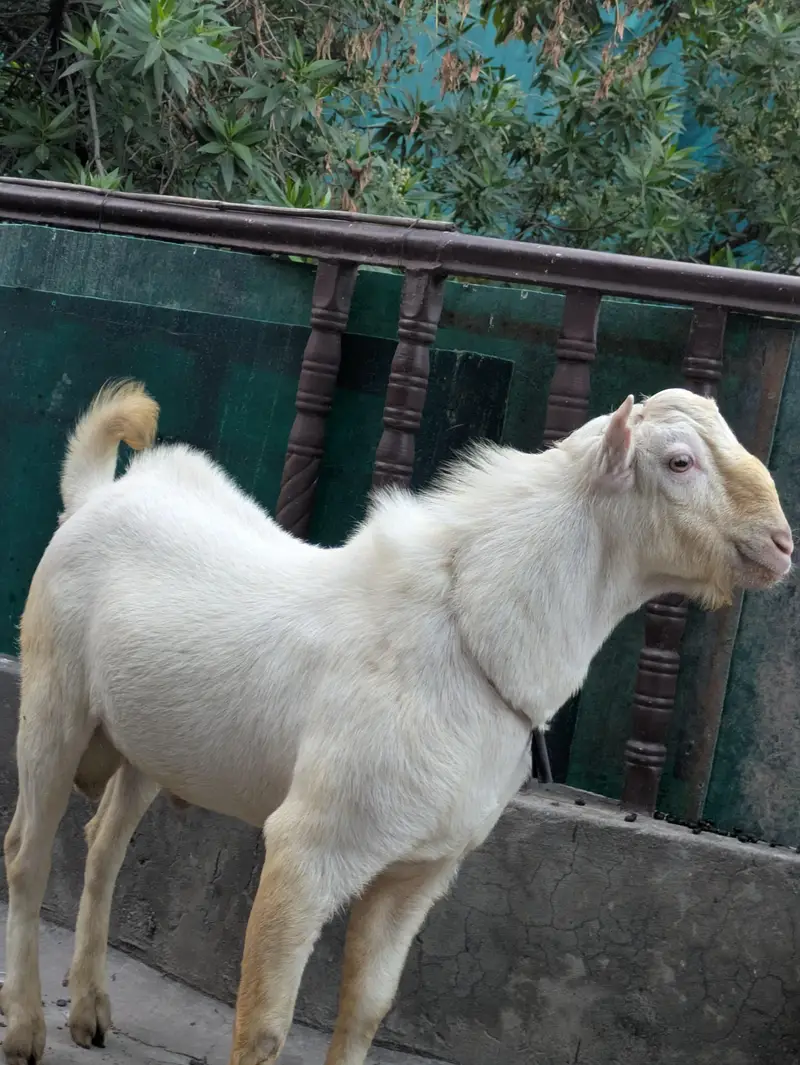 Barbara Tedda Breeder — photo 3