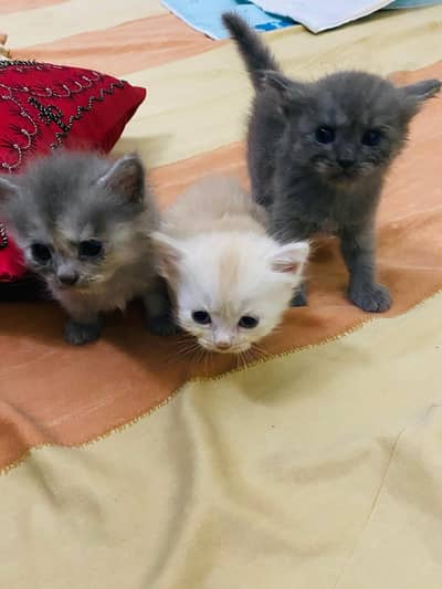 Persian kittens for sale