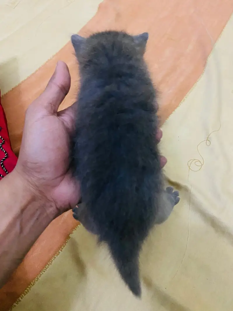 Persian kittens for sale — photo 5