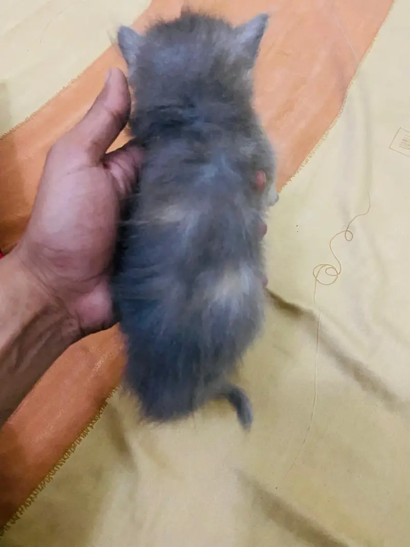Persian kittens for sale — photo 7