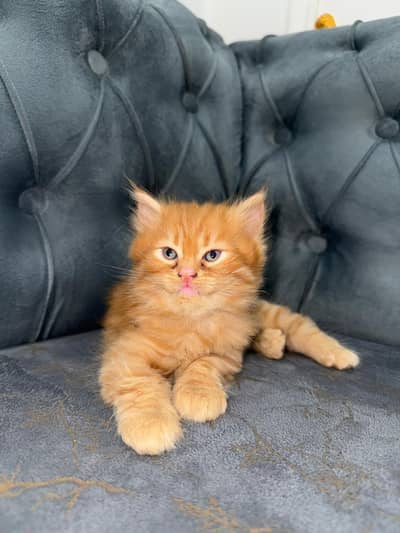 Triple coated Persian cat