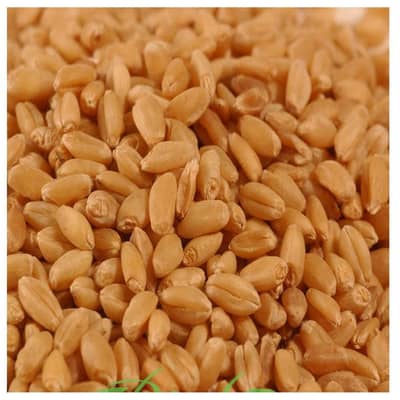 gandum for sale