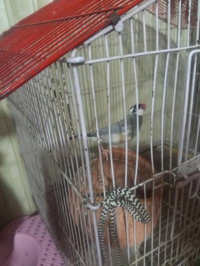 male finch for sale 1000