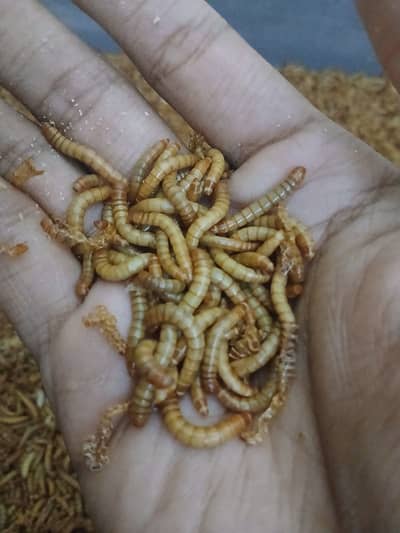 Mealworms|Live Mealworms|Fresh Mealworms|Dry Mealworms|Dried Mealworms