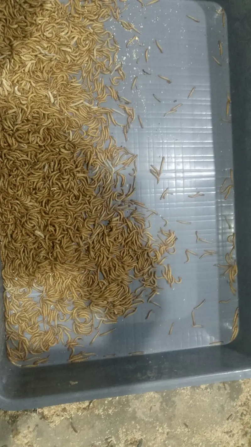 Mealworms|Live Mealworms|Fresh Mealworms|Dry Mealworms|Dried Mealworms — photo 2