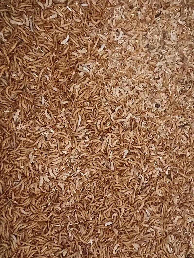 Mealworms|Live Mealworms|Fresh Mealworms|Dry Mealworms|Dried Mealworms — photo 3