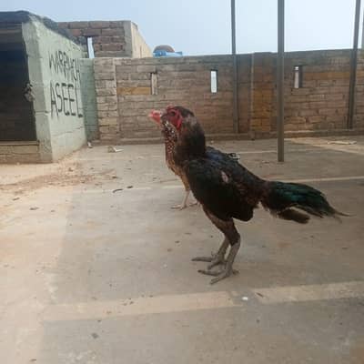 2900 gram wazn