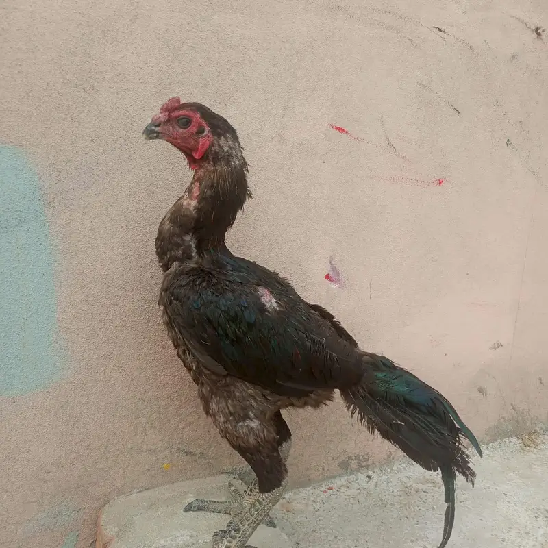 2900 gram wazn — photo 2