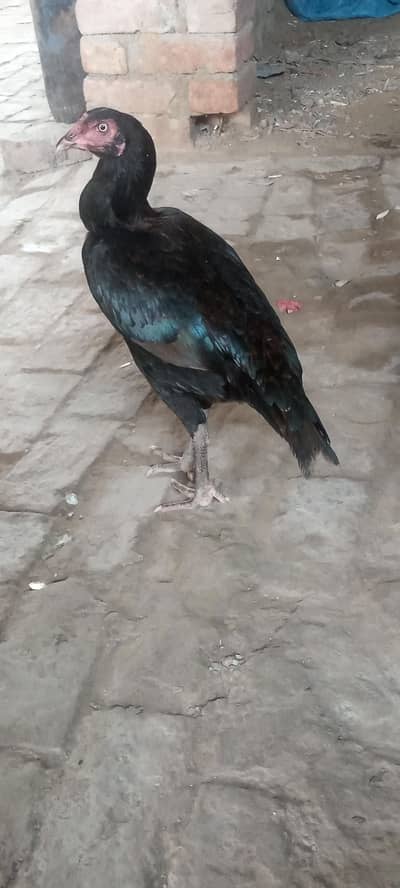 pure aseel pathi