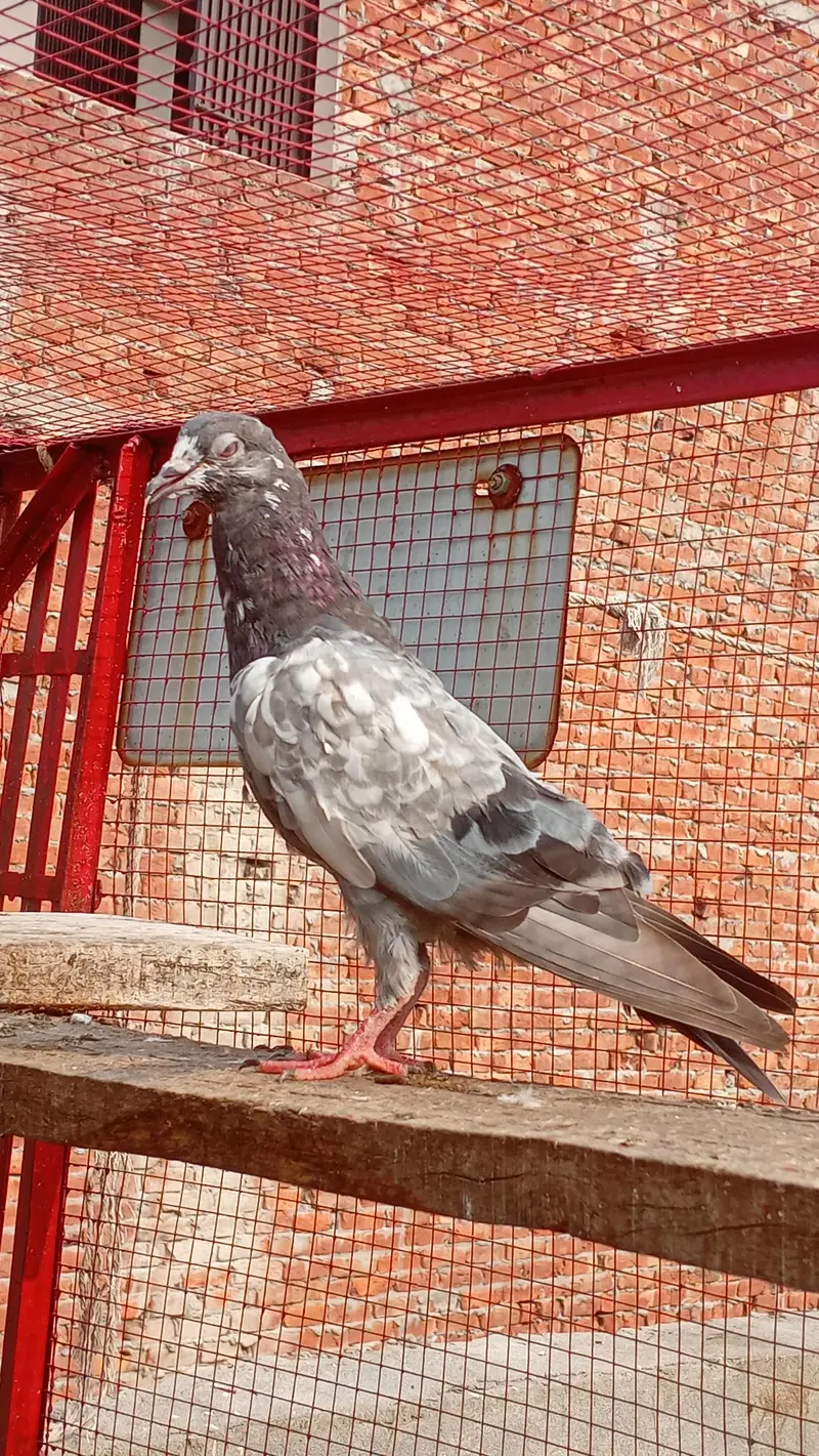 Joro waly nayaab kabutar teddy cheenay chappray 03104470577 — photo 5