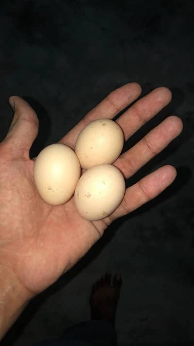 pure desi eggs for sale
