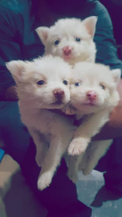 Russian Zero size pink nose pups