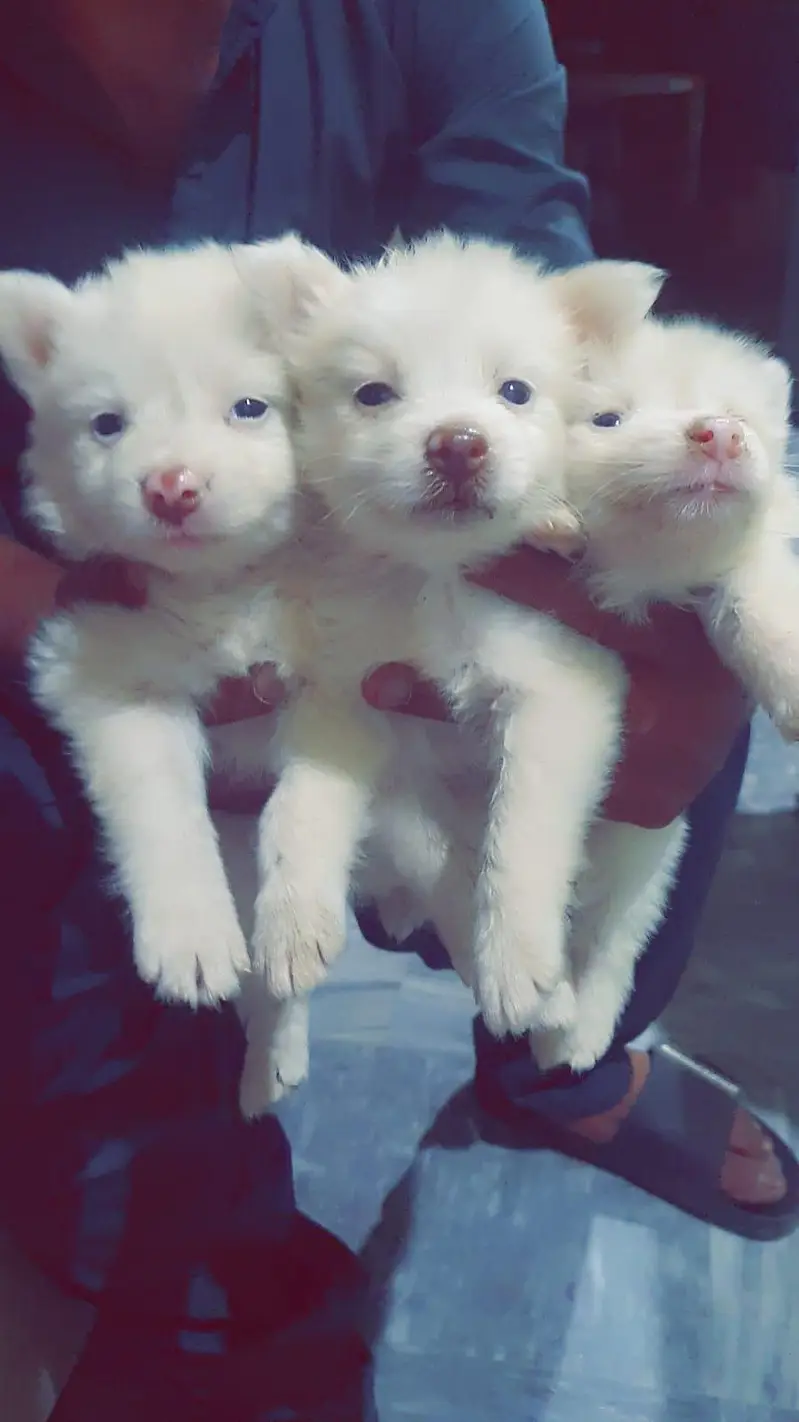 Russian Zero size pink nose pups — photo 2