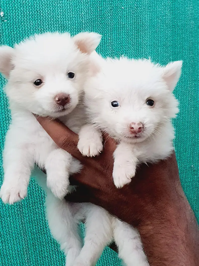 Russian Zero size pink nose pups — photo 3