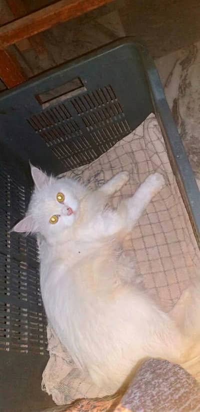 Beautiful White Persian Cat for Sale – Healthy & Active