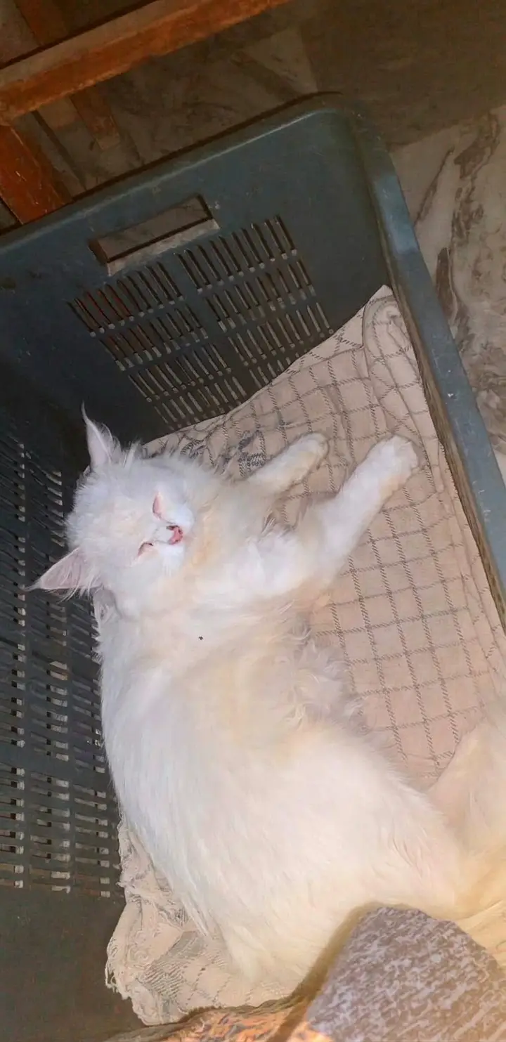 Beautiful White Persian Cat for Sale – Healthy & Active — photo 2