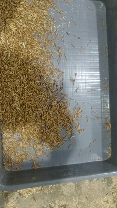Mealworms for Birds|Dried Mealworms|Dry Mealworms|Live Mealworms