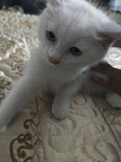 Baby Cat For Sale