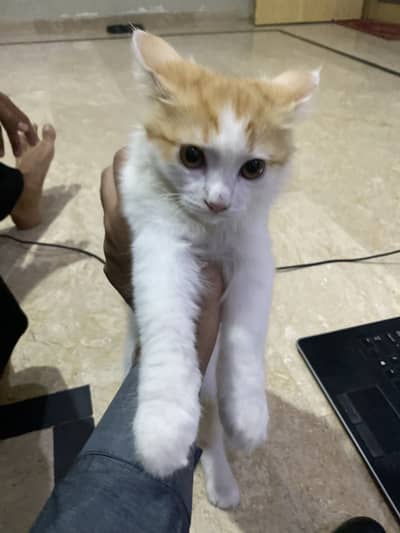 persian cat coco