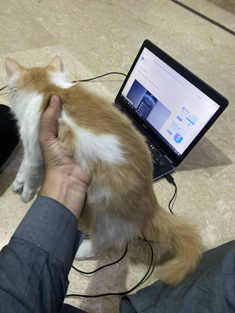 persian cat coco 1