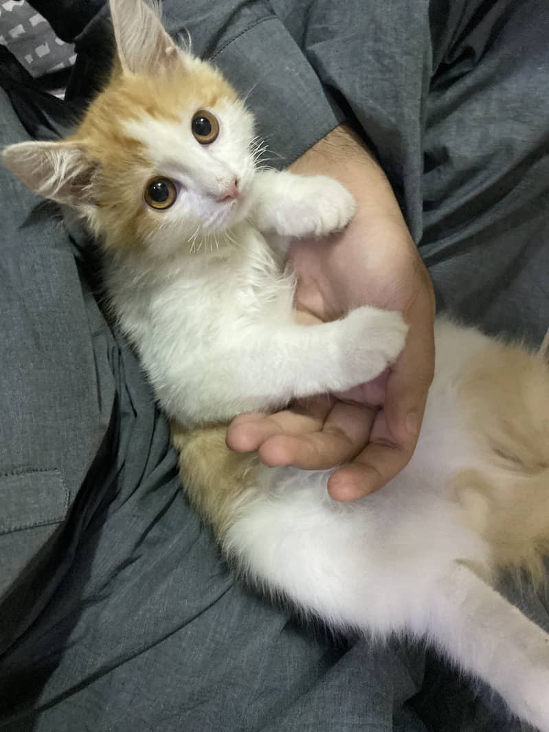 persian cat coco 2