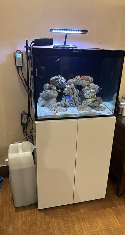 Saltwater Fish Tank