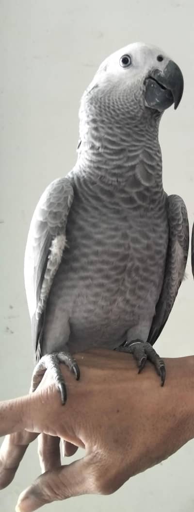 Congo African Grey Female Parrot