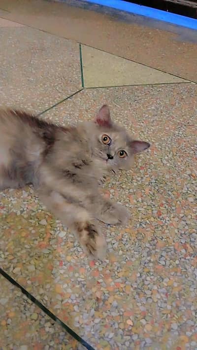 persion cat