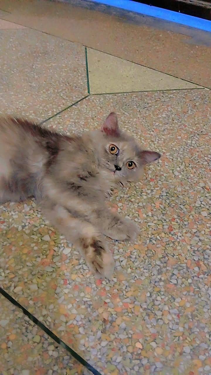 persion cat phone number 0306 4102145 0